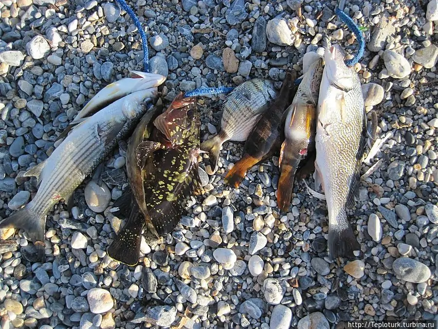 Рыбалка в Кемере