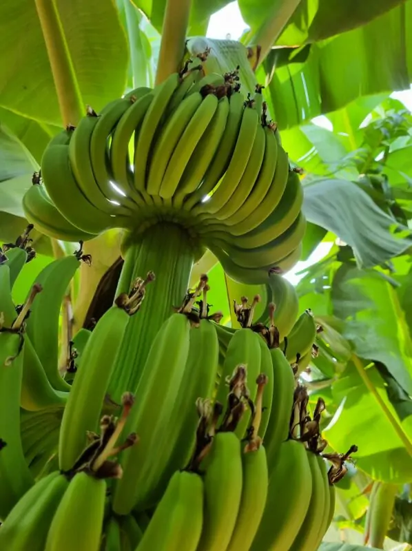 Каньон Сападере из Манавгата