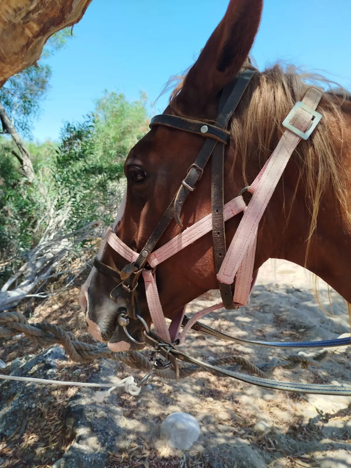 Сафари на лошадях в Анталии