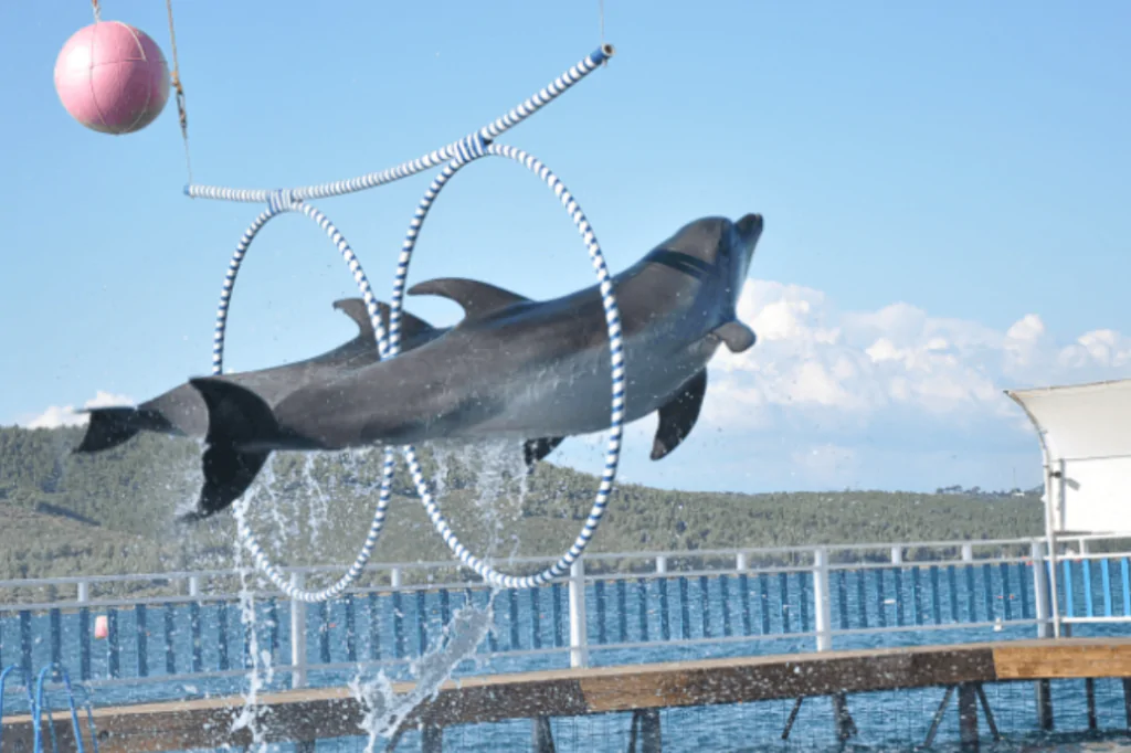 Шоу дельфинов в Бодруме