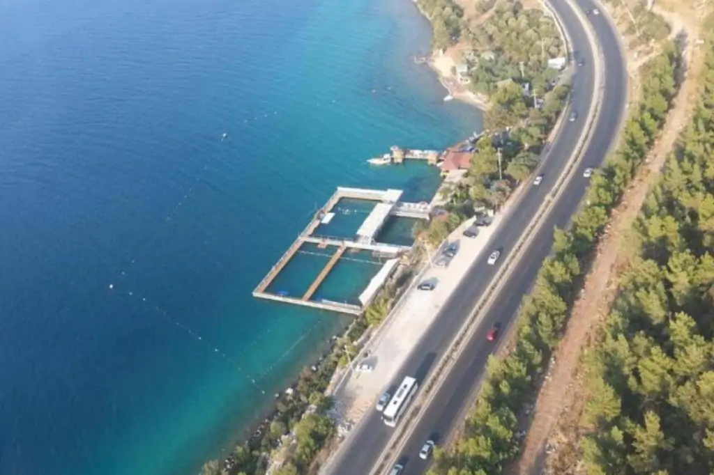 Плавание с дельфинами в Бодруме