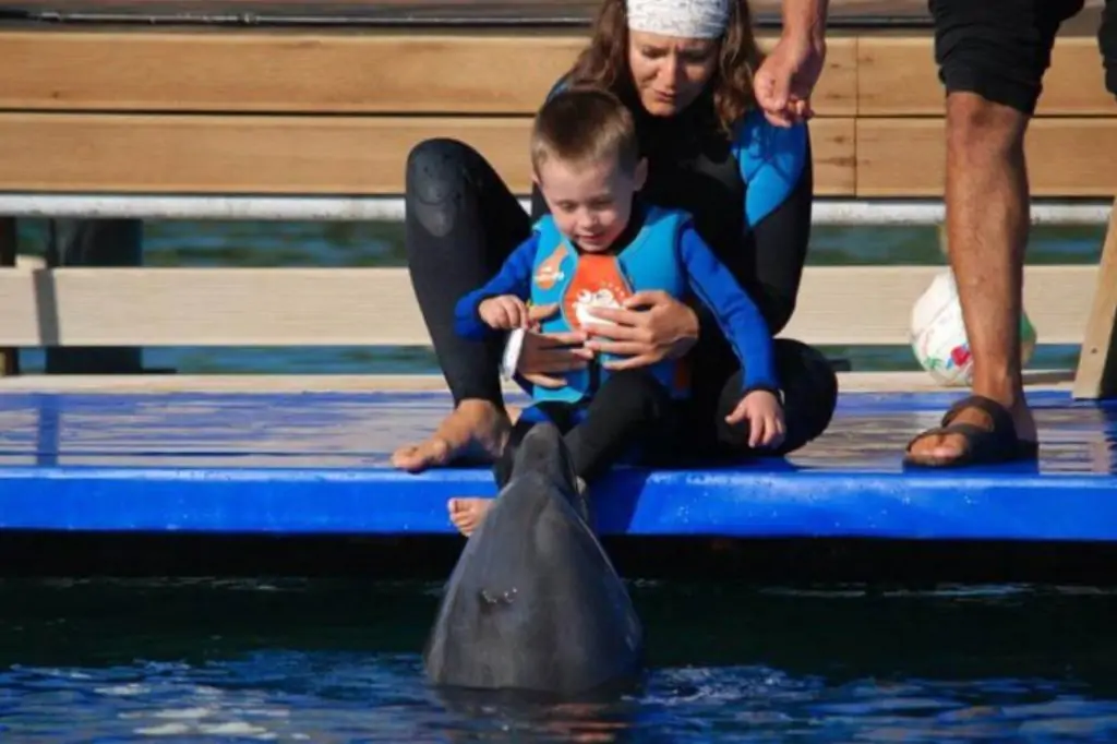 Плавание с дельфинами в Бодруме