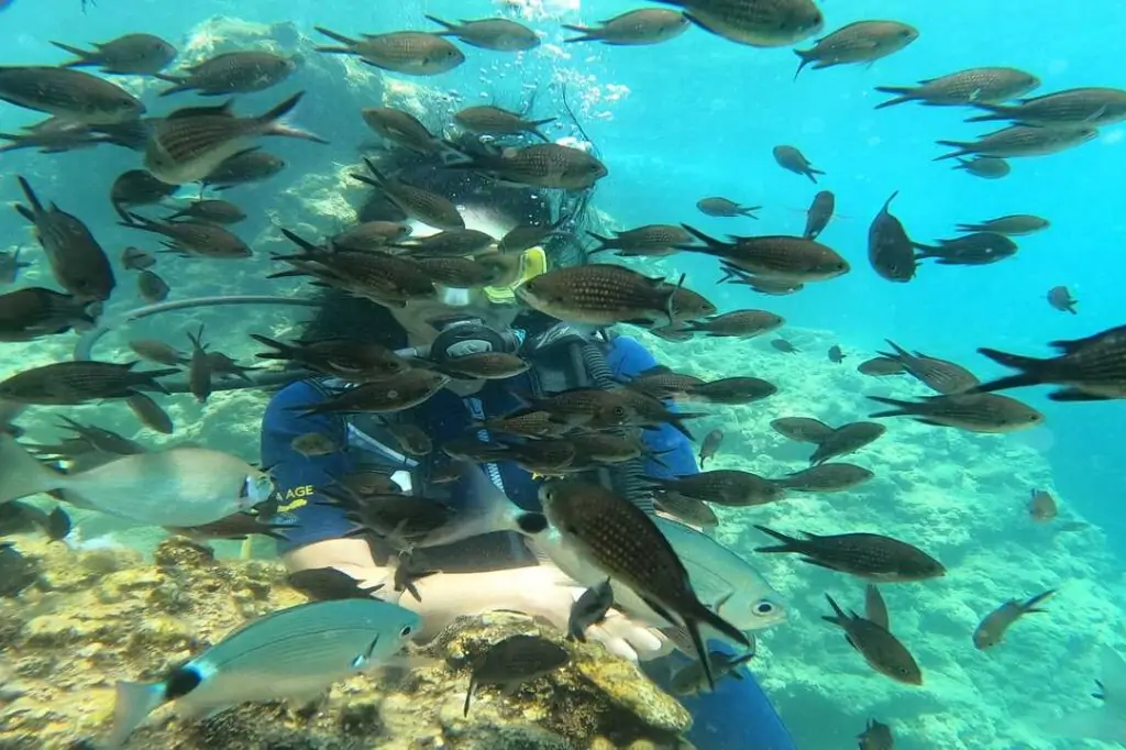 Тур на Дайвинг с Аквалангом из Аланьи