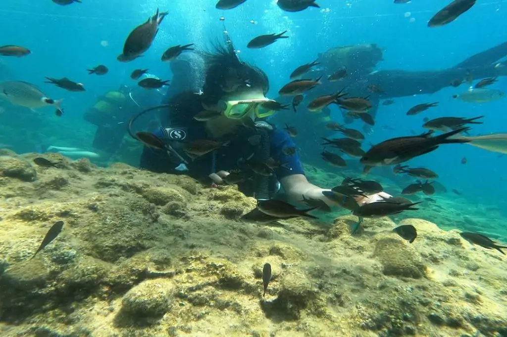 Тур на Дайвинг с Аквалангом из Аланьи