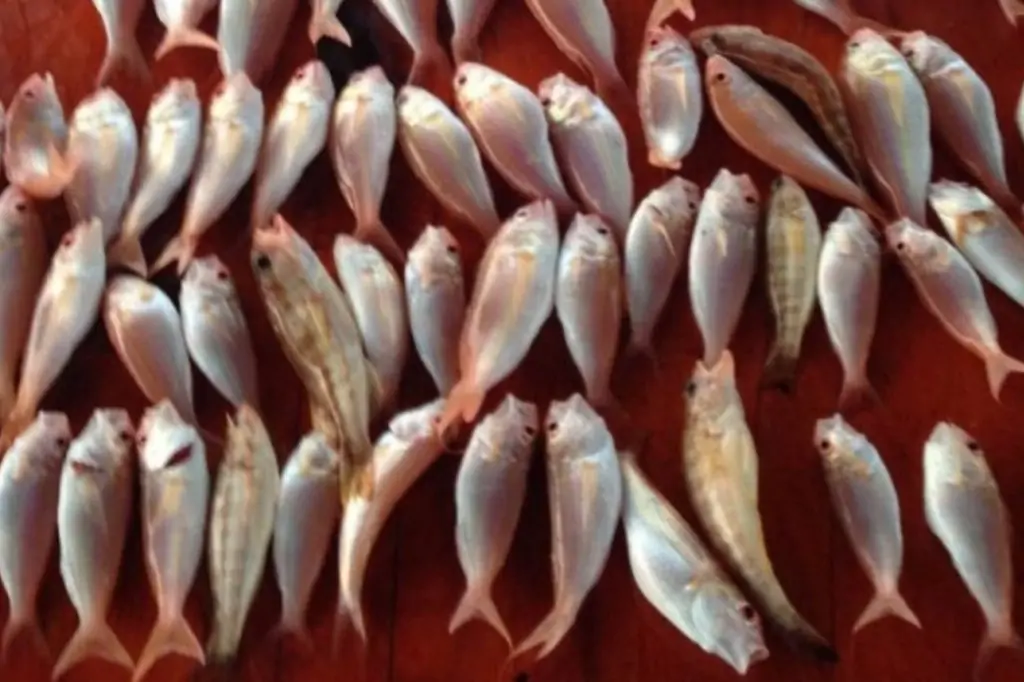 Морская рыбалка из Кемера на лодке «Мечта»