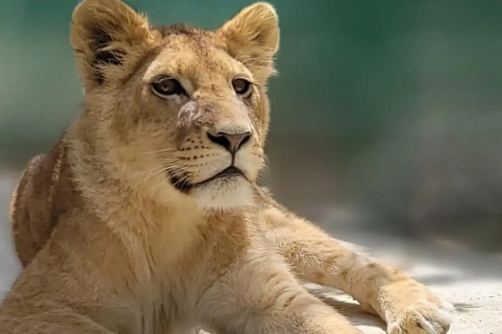 Микс-экскурсия на кабрио-автобусах