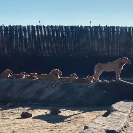 Экскурсия в зоопарк со львами Lion Land из Сиде/Манавгата