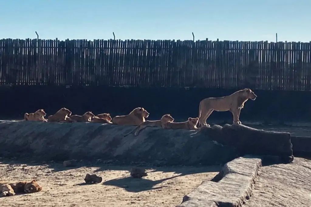 Экскурсия в зоопарк со львами Lion Land из Сиде/Манавгата