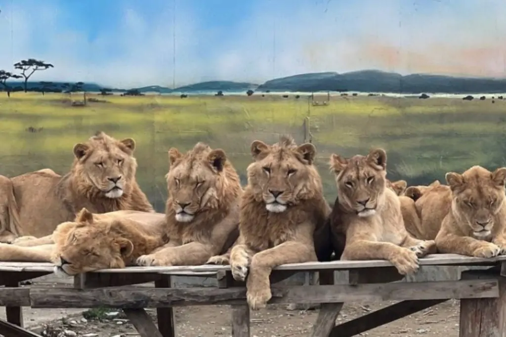 Экскурсия в зоопарк со львами Lion Land из Сиде/Манавгата