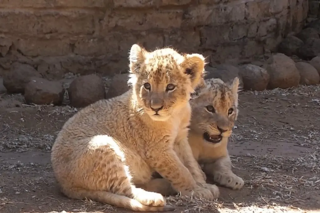 Экскурсия в зоопарк со львами Lion Land из Алании