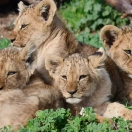 Экскурсия в зоопарк со львами Lion Land из Алании