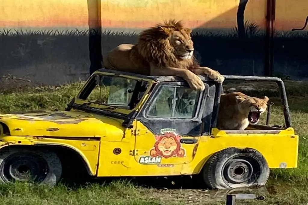 Экскурсия в зоопарк со львами Lion Land из Алании