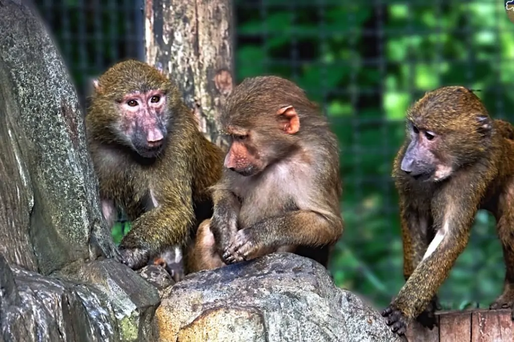 Экскурсия в зоопарк со львами Lion Land из Алании