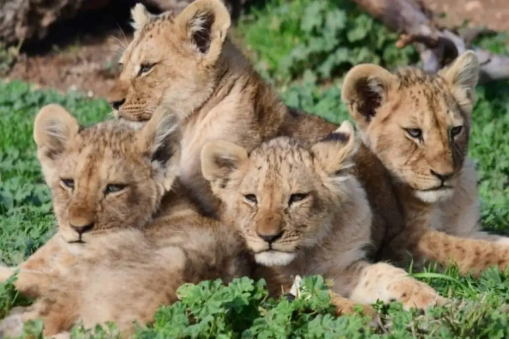 Экскурсия в зоопарк со львами Lion Land из Алании