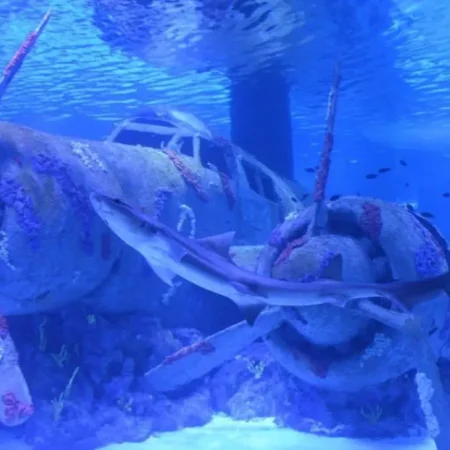 Экскурсия в Аквариум Анталии из Анталии/Белека