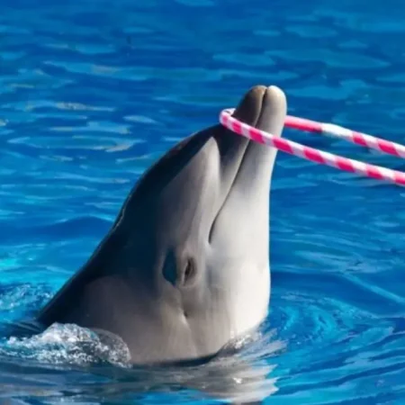 Шоу дельфинов в Кушадасы