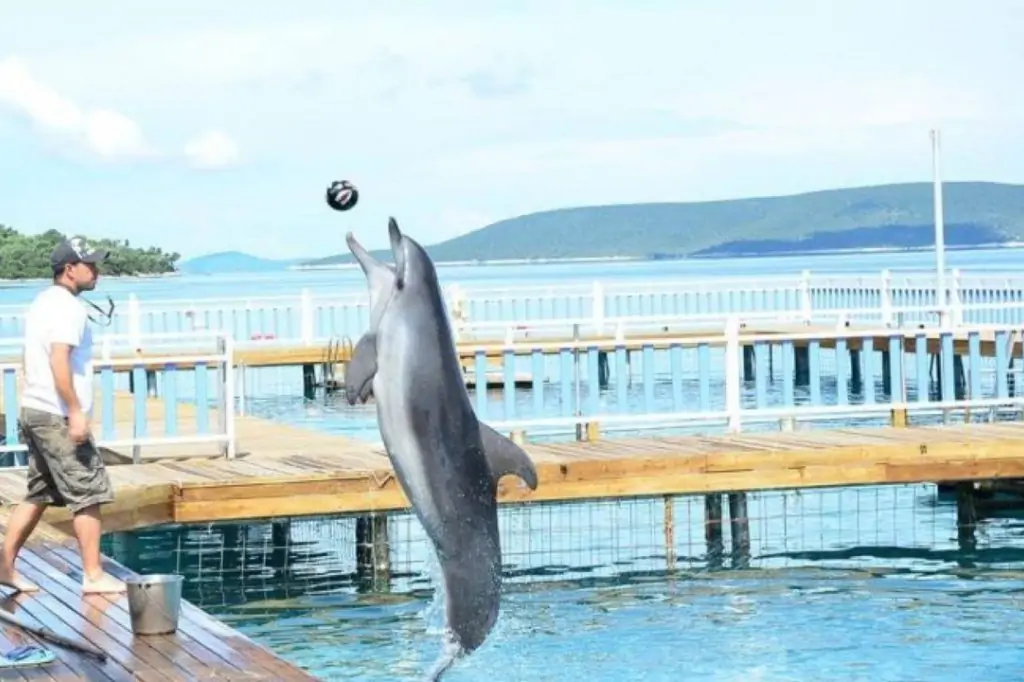 Шоу дельфинов в Кушадасы