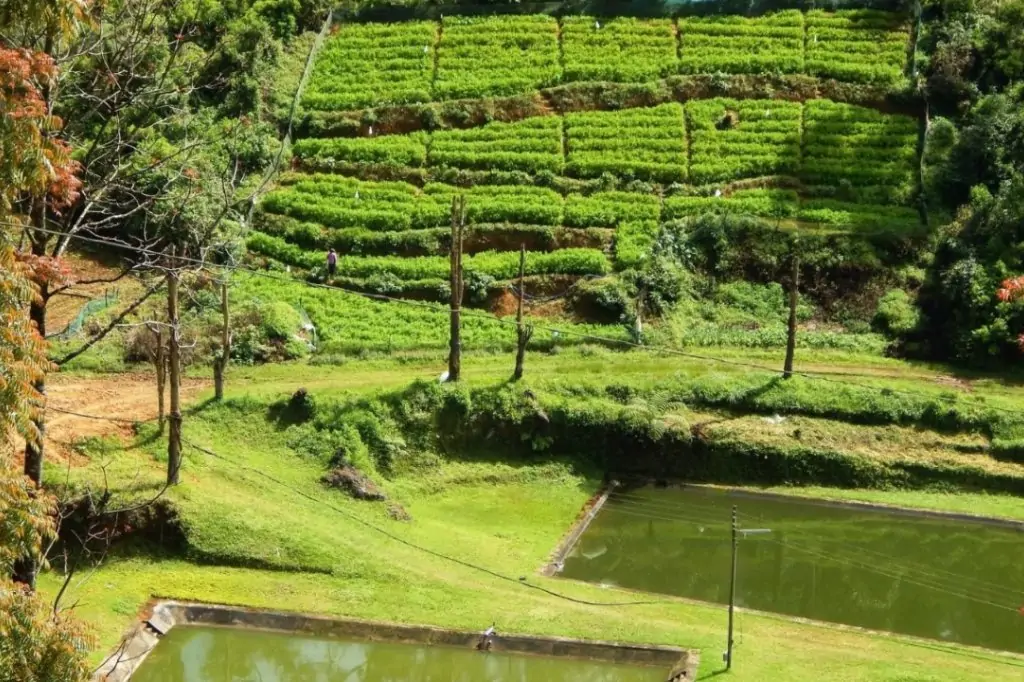 Экскурсия «Сигирия за один день» на Шри-Ланке с подъемом на Сигирию/Пидурангалу