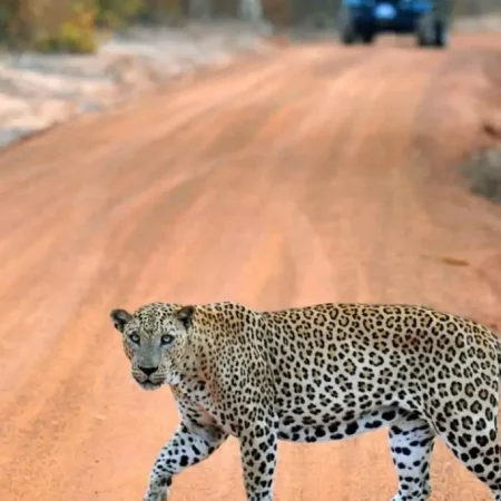 Экскурсия «Сафари в Национальном парке Яла» на Шри-Ланке