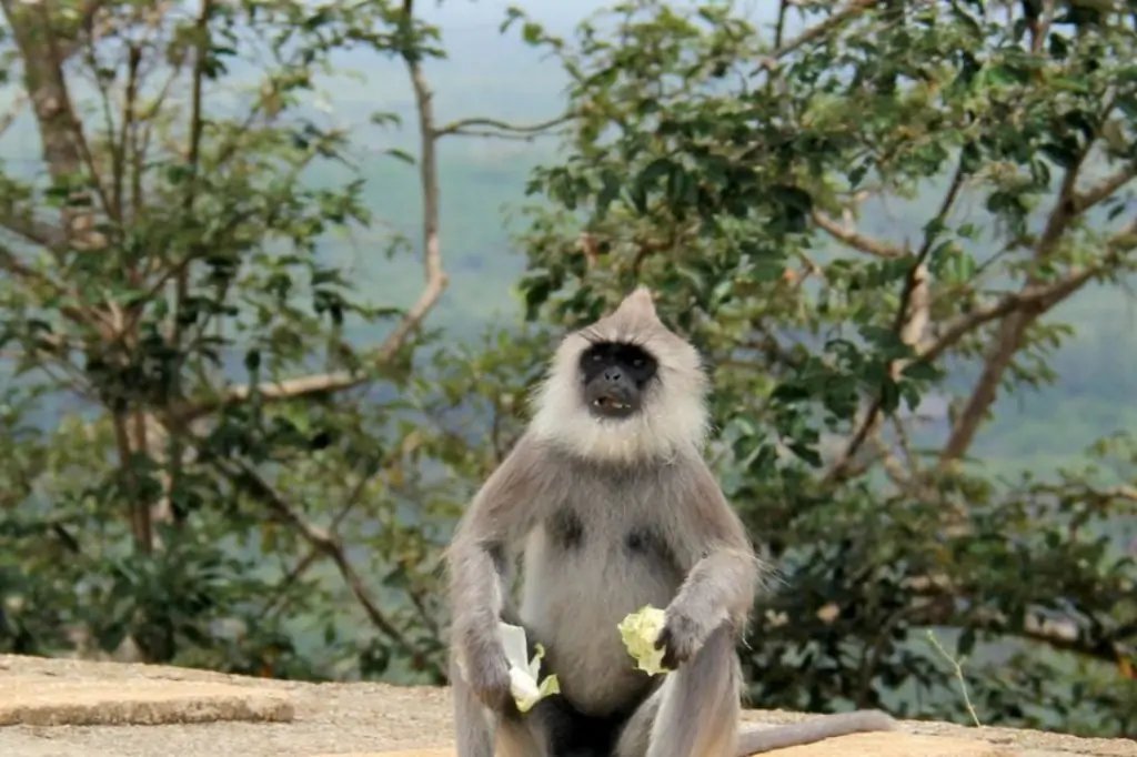 Экскурсия «Сафари в Национальном парке Яла» на Шри-Ланке