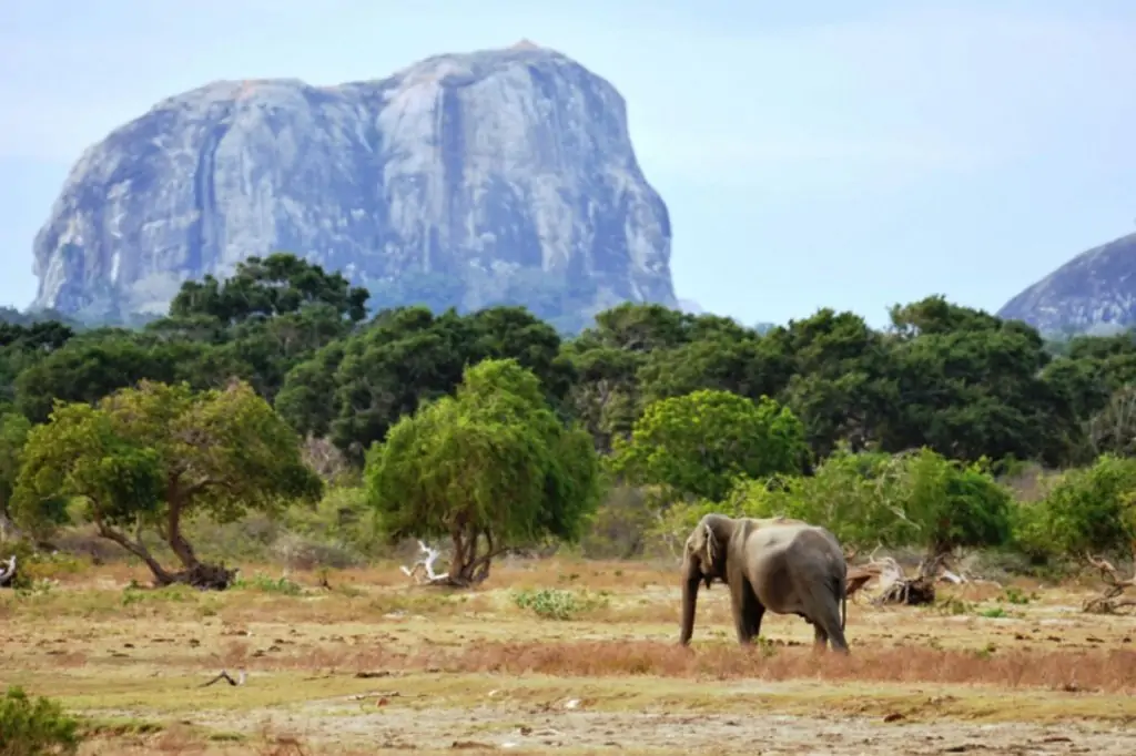 Экскурсия «Сафари в Национальном парке Яла» на Шри-Ланке