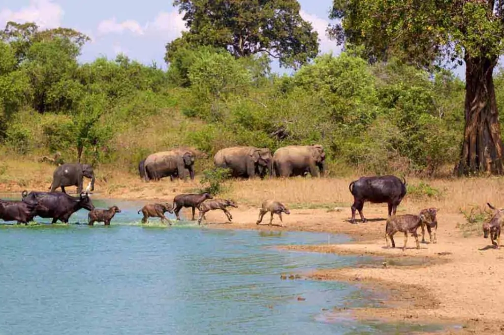 Экскурсия «Сафари в Национальном парке Яла» на Шри-Ланке