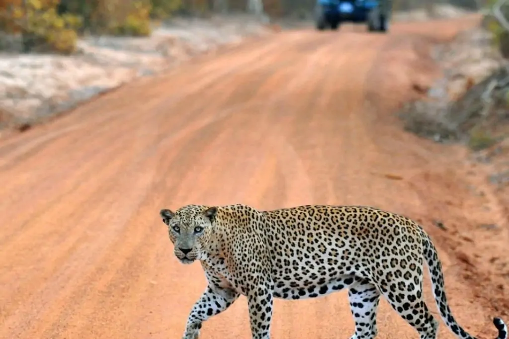 Экскурсия «Сафари в Национальном парке Яла» на Шри-Ланке