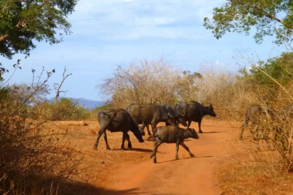 Экскурсия «Сафари в Национальном парке Яла» на Шри-Ланке