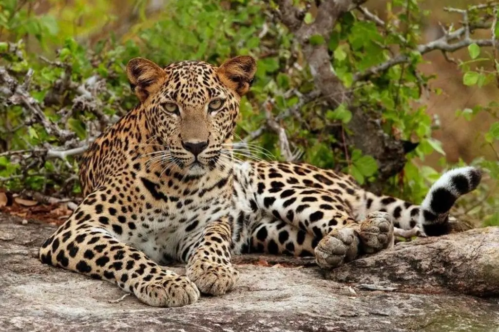 Экскурсия «Сафари в Национальном парке Яла» на Шри-Ланке