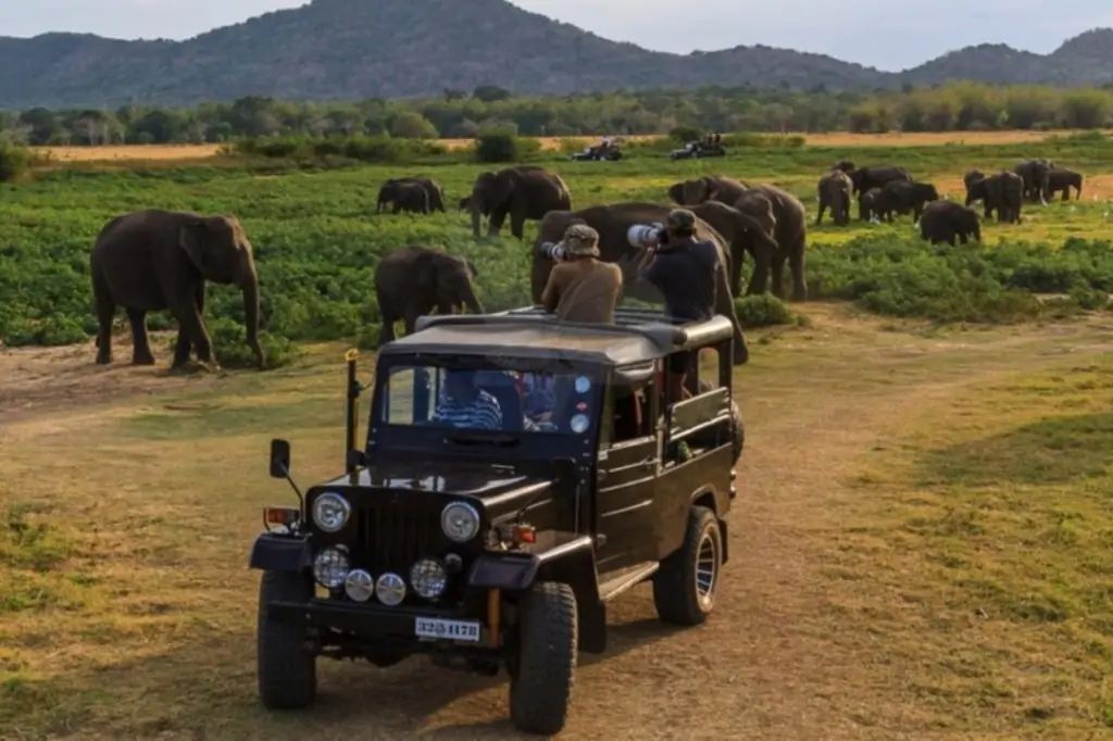 Экскурсия «Сафари в Национальном парке Яла» на Шри-Ланке