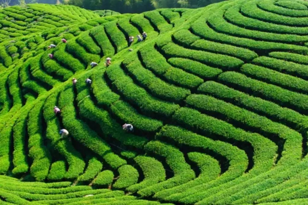 Экскурсия «Канди Тур» на Шри-Ланке