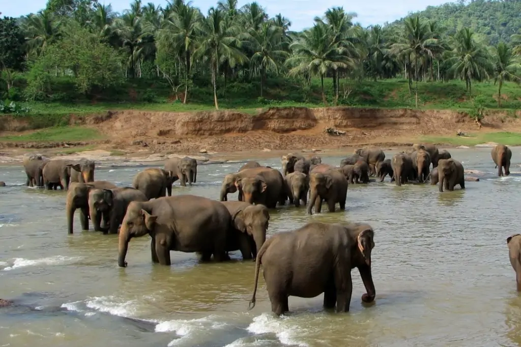 Экскурсия «Канди Тур» на Шри-Ланке