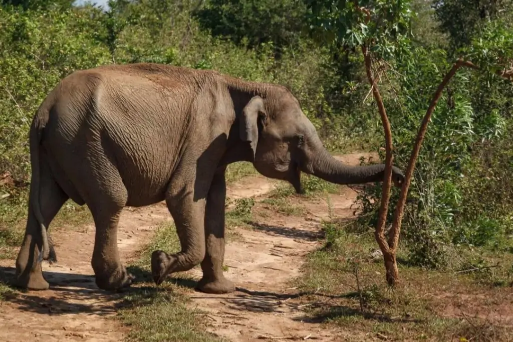 Экскурсия «Канди Тур» на Шри-Ланке