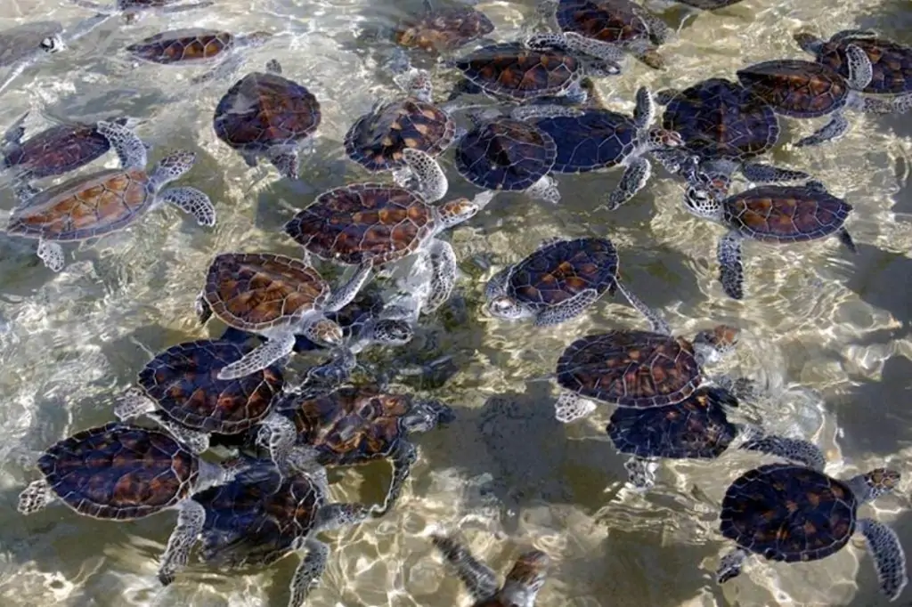 Экскурсия «Форт в Галле + Речное сафари» на Шри-Ланке