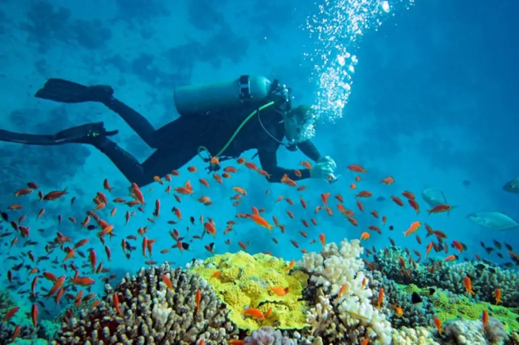 Дайвинг на Шри-Ланке (без трансфера)