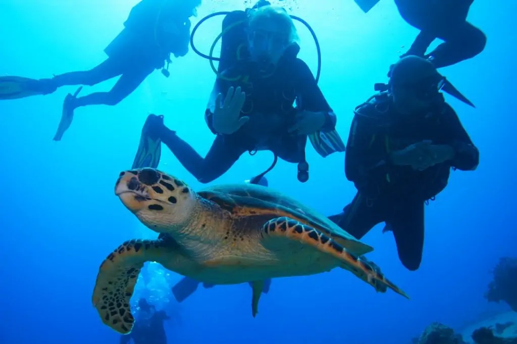 Дайвинг на Шри-Ланке (без трансфера)
