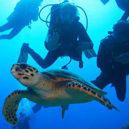 Дайвинг на Шри-Ланке (без трансфера)