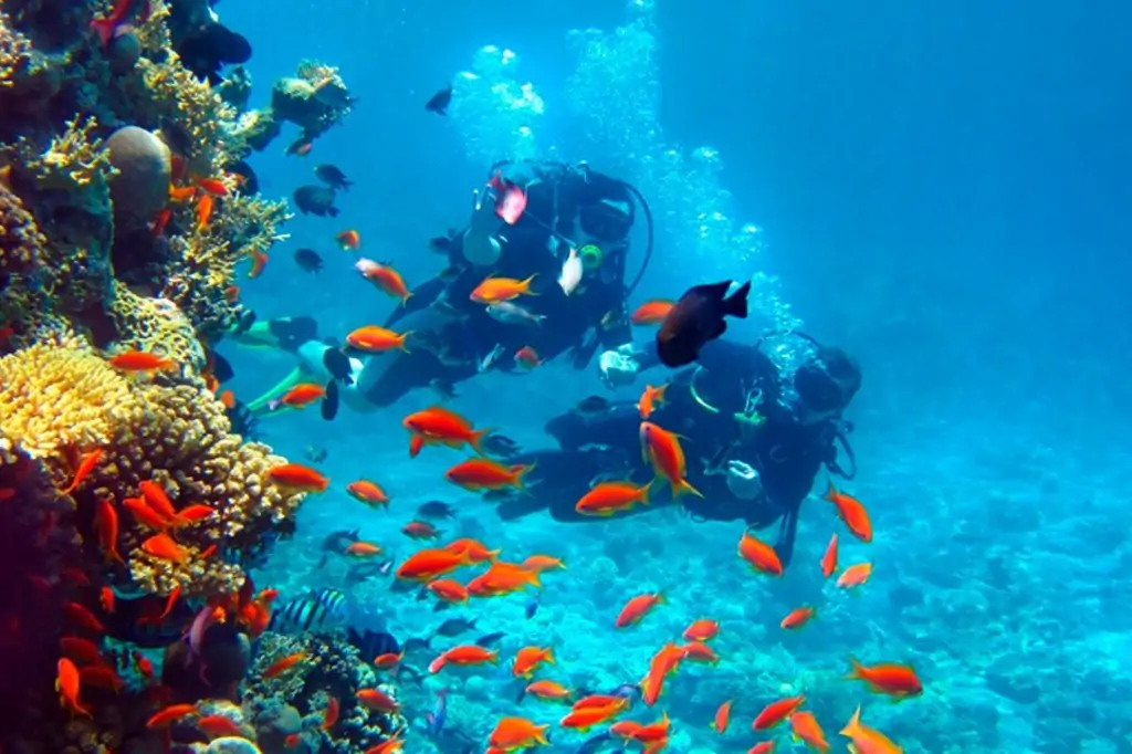 Дайвинг на Шри-Ланке (без трансфера)