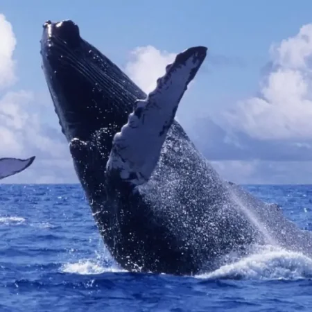 Наблюдение за китами в Мириссе