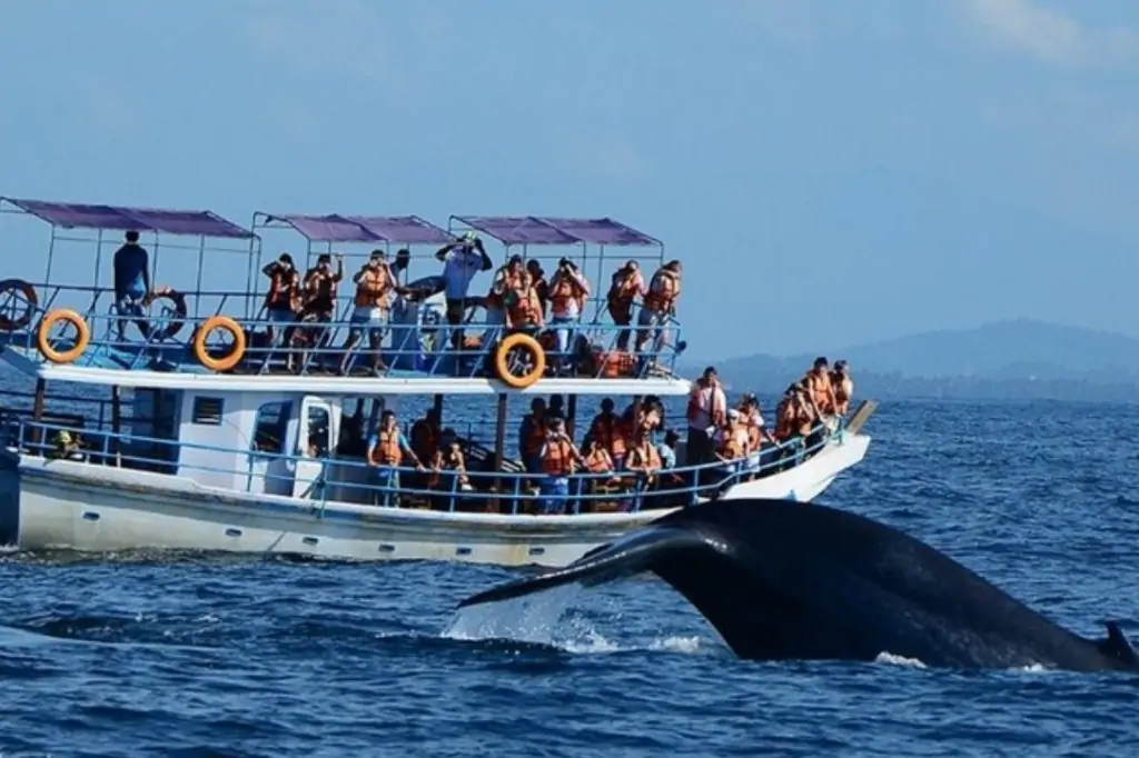 Наблюдение за китами в Мириссе