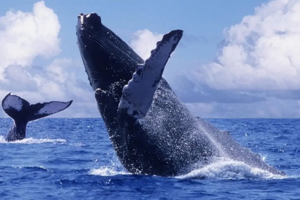 Наблюдение за китами в Мириссе