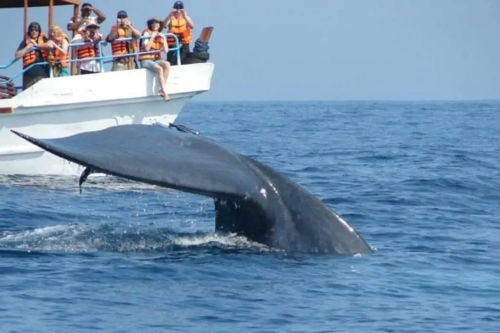 Наблюдение за китами в Мириссе