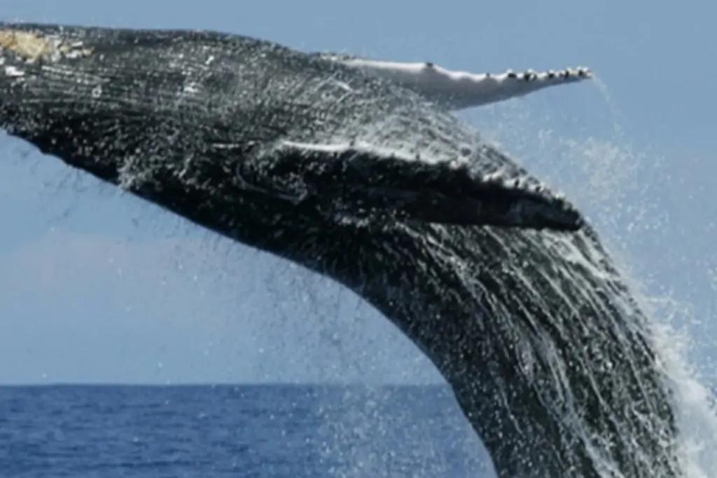 Наблюдение за китами в Мириссе