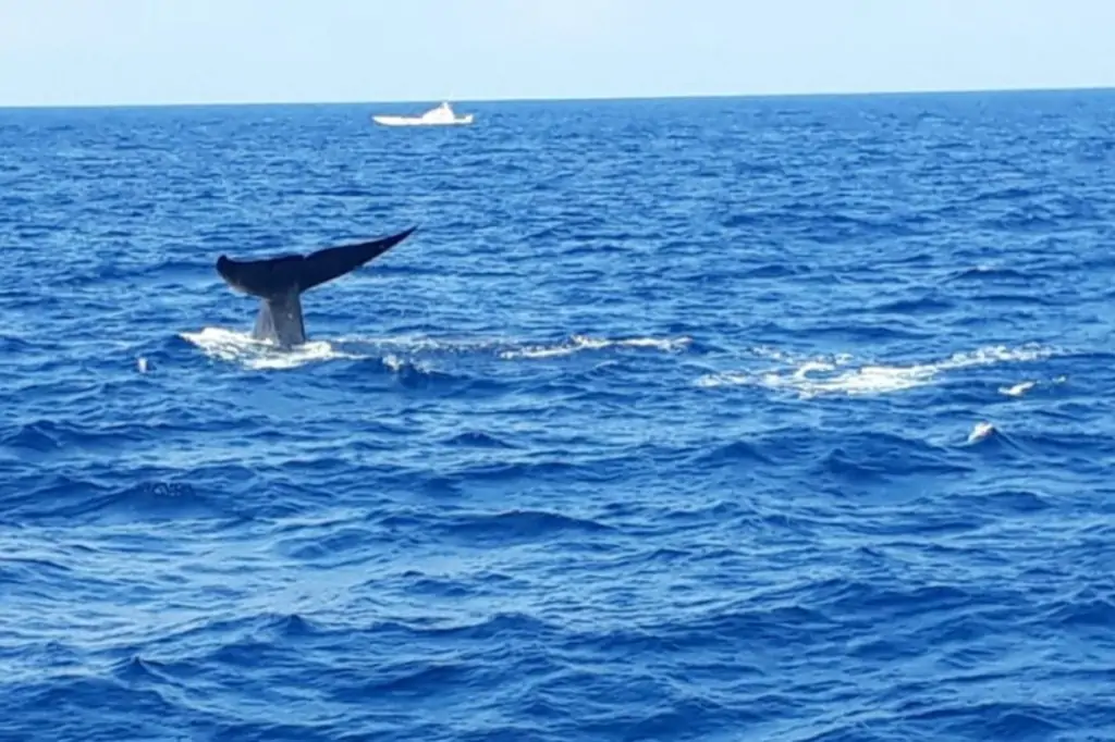 Наблюдение за китами в Мириссе