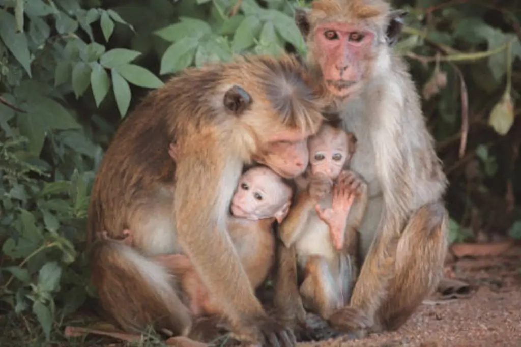 Двухдневная экскурсия «Сердце Шри-Ланки» с подъемом на Сигирию/Пидурангалу