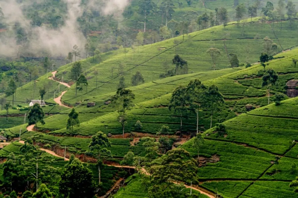Двухдневная экскурсия «Элла, Сигирия и Слоны в отеле Пинавелла» с подьёмом на Сигирию/Пидурангалу