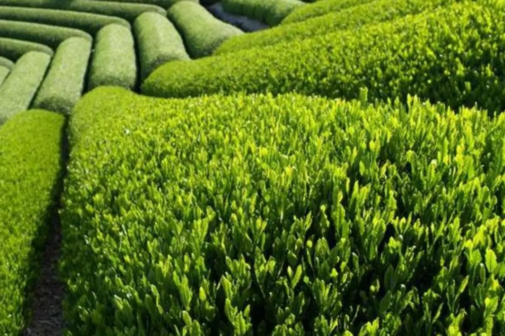 Двухдневная экскурсия «Сигирия + Канди» на Шри-Ланке с подьёмом на Сигирию/Пидурангалу