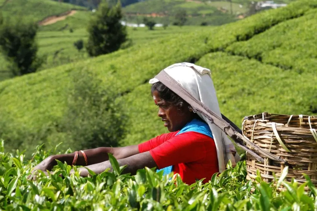 Двухдневная экскурсия «Центр Шри-Ланки»