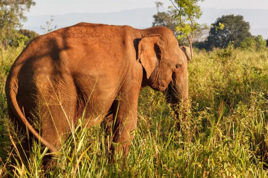 Двухдневная экскурсия «Центр Шри-Ланки»