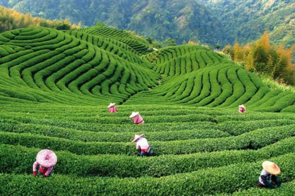 Двухдневная экскурсия «Элла и Пик Адама» на Шри-Ланке